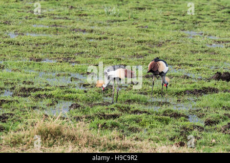 Ein paar grau gekrönt Kraniche ernähren sich von Marsh im Amboseli in Kenia Stockfoto