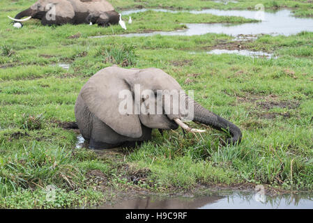 Ein junger Elefant Fütterung in den Sumpf in Amboseli Stockfoto