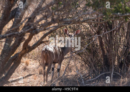 Ein Lesser Kudu (Tragelaphus Imberbis) unter dem Baum Stockfoto