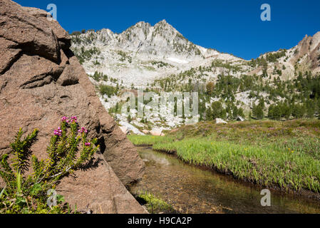 Pink mountain-heather in a basin in Oregon's Wallowa Mountains. Stockfoto