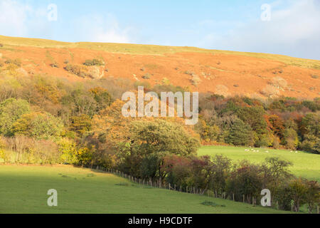 Herbst auf dem Hatterrall Grat im Bereich schwarze Berge des Brecon-Beacons-Nationalpark, South Wales, UK Stockfoto