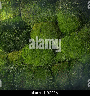 Grünes Moos Hintergrund. Wald-Muster - Sicht von oben. Stockfoto