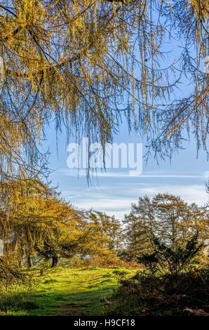 Lärchen im Herbst Stockfoto