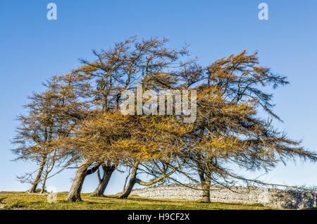 Wind geblasen Bäume im Feld Stockfoto