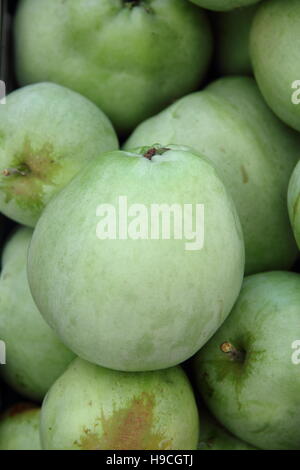 Frisch geerntete Äpfel in 'Catshead' (Malus Domestica); einen alten englischen Gurren Apfel, in einem englischen Obstgarten im Spätsommer Stockfoto