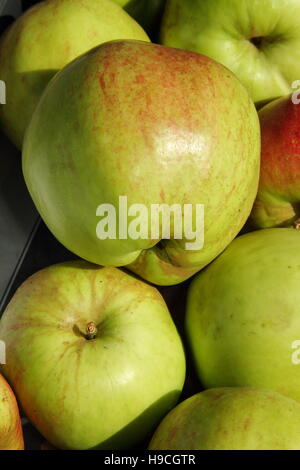 Frisch geerntete Jagdhaus Äpfel (Malus Domestica); vielfältige Yorkshire Erbe gewachsen in einem Gemüsegarten, England Stockfoto
