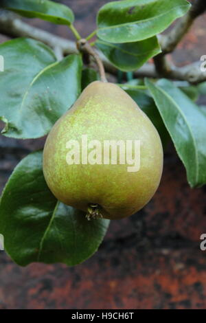 Espaliered' Buerre Rance' Birne (Pyrus Communis); eine Spätsommer dessert Birne, gegen eine Wand in einem Englischen Garten Stockfoto