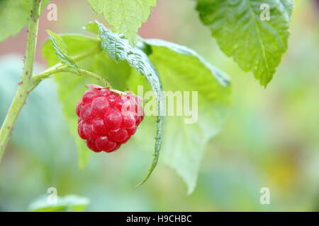 Sonne Ripenend 'Autumn Bliss' (Rubus Idaeus) Himbeer Frucht auf den Stock in eine traditionelle englische Küche Garten im September Stockfoto