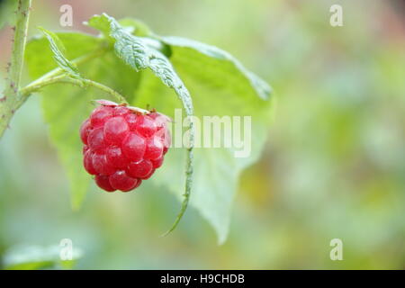 Sonne Ripenend 'Autumn Bliss' (Rubus Idaeus) Himbeer Frucht auf den Stock in eine traditionelle englische Küche Garten im September Stockfoto