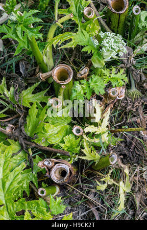 Riesenbärenklau-Pflanzen in der Nähe der Wey und Arun Kanal in Loxwood, West Sussex. Stockfoto