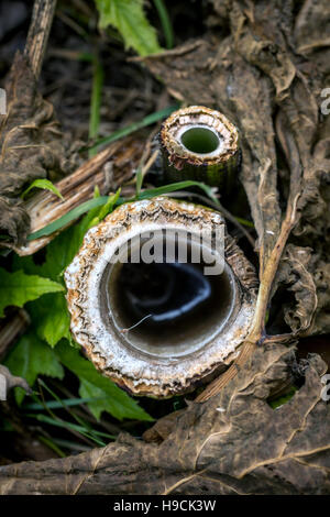 Riesenbärenklau-Pflanzen in der Nähe der Wey und Arun Kanal in Loxwood, West Sussex. Stockfoto