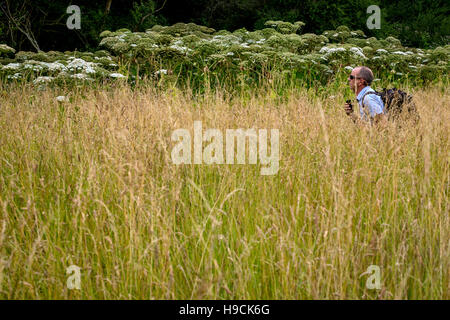 Riesenbärenklau-Pflanzen in der Nähe der Wey und Arun Kanal in Loxwood, West Sussex. Stockfoto