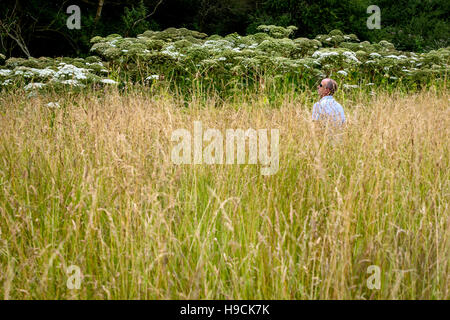 Riesenbärenklau-Pflanzen in der Nähe der Wey und Arun Kanal in Loxwood, West Sussex. Stockfoto