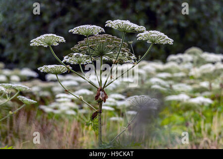 Riesenbärenklau-Pflanzen in der Nähe der Wey und Arun Kanal in Loxwood, West Sussex. Stockfoto