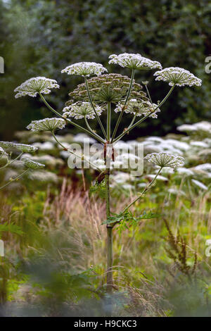 Riesenbärenklau-Pflanzen in der Nähe der Wey und Arun Kanal in Loxwood, West Sussex. Stockfoto