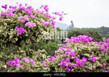 Ansicht von Big Buddha durch lila Bougainvillea Blumen | Blick auf den Grossen Buddha durch lila Bougainville Blumen Stockfoto