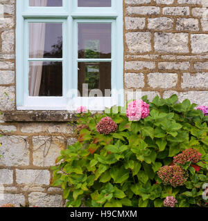 Rosa Hortensia Blumen Hortensie in der Cottage-Garten mit blassen blauen Fenster in einer Steinmauer Stockfoto