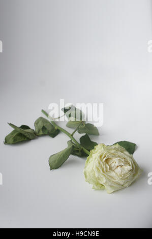 Eine sterbende weiße rose Stockfoto