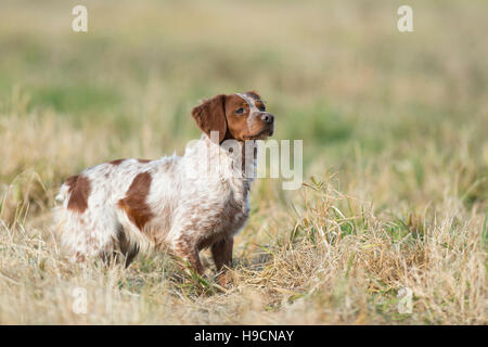 Eine französische Bretagne Spaniel Jagdhund Stockfoto