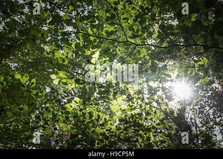 Sonne glitzerte durch Blätter auf einer Buche im Sommer auf Cannock Chase, Staffordshire, England, UK. Stockfoto