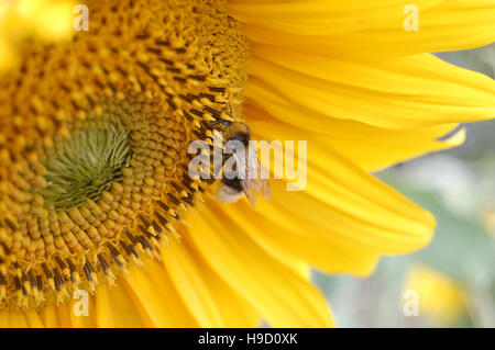 Die Hummel sitzt auf dem blühenden Sonnenblumen Stockfoto