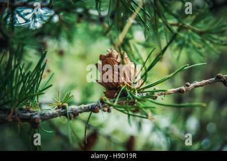 Eisprung Kegel aus Lärche Baum, Frühling, Anfang Juni Stockfoto