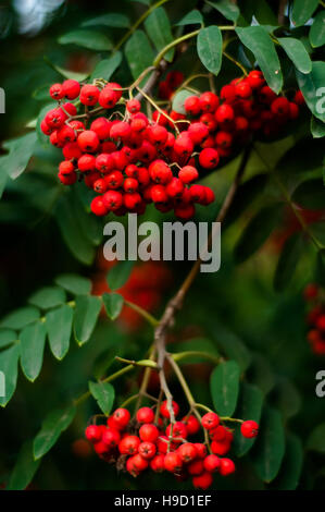 Der Hintergrund jedoch unscharf - Eberesche mit leuchtend roten Beeren Stockfoto