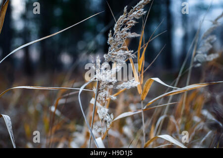 Ährchen Roggen Closeup. Kulturpflanze Roggen mit gold Ährchen. Geringe Schärfentiefe Stockfoto