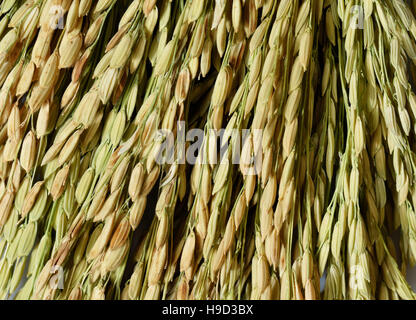 Nahaufnahme von Reis-Ohr Stockfoto