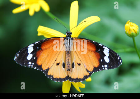 Afrikanischer Monarch, der auf einer gelben Blume thront. Stockfoto