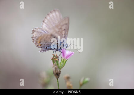 Gewöhnlicher blauer Schmetterling, der sich auf einer kleinen violetten Blume auf einem Berg in Italien ernährt. Stockfoto