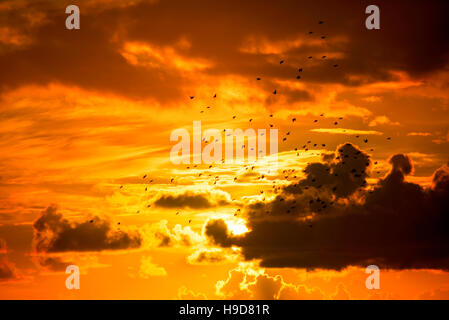 Schwärme von Staren in hellem orange sunset Himmel in den wilden Atlantik weg fliegen Stockfoto