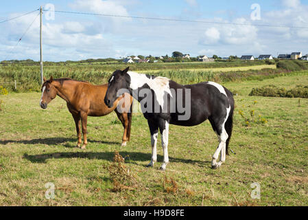 Pferde in einem Feld nahe dem Fluss Shannon in County Kerry Irland Stockfoto