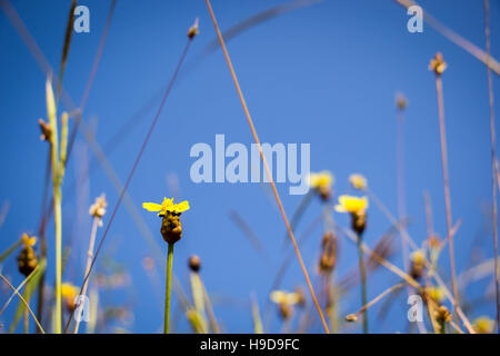 Die Spinne, Spinnennetz und Blumen Gold Knöpfe auf Sonnenlicht Stockfoto