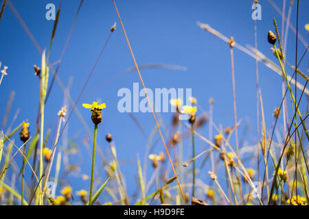 Die Spinne, Spinnennetz und Blumen Gold Knöpfe auf Sonnenlicht Stockfoto