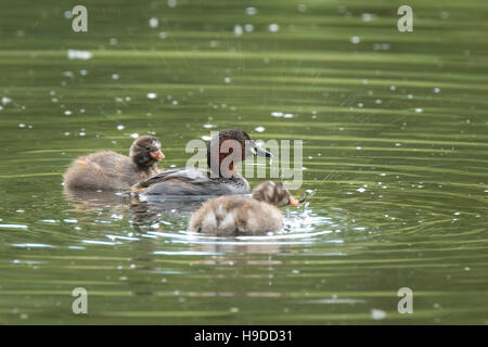 Nahaufnahme von ein wenig Grebe Tachybaptus Ruficollis Fütterung juvenile junge Küken Stockfoto