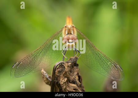 Nahaufnahme von einem männlichen vagrant Darter, Sympetrum Vulgatum, Vegetation hängen Stockfoto