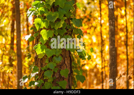 Englisch Efeu Klettern eine Tanne vor dem Hintergrund der sonnenbeschienenen Herbstlaub in der Nähe von Atlanta, Georgia, USA. Stockfoto