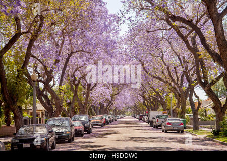 Blühende Jacaranda-Bäume-Linie einer Straße in Santa Ana, CA. Jacaranda ist eine Gattung von 49 Arten von Blütenpflanzen in der Familie Catalpa Stockfoto