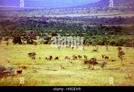 Impala (Aepyceros Melampus) und östlichen weißen bärtigen Gnus (Connochaetes Taurinus Albojubatus) in Masai Mara National Reserve, Kenia. Stockfoto