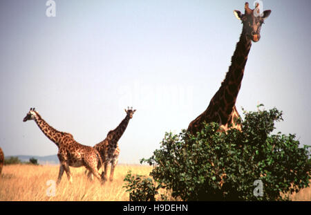 Masai-Giraffen (Giraffa Plancius Tippelskirchi) Gruppe von drei, Masai Mara Game Reserve, Kenia. Stockfoto