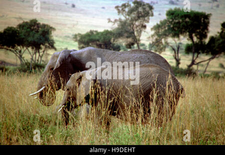 Afrikanische Elefanten (Loxodonta Africana) in einem Wald, Masai Mara National Reserve, Kenia. Stockfoto