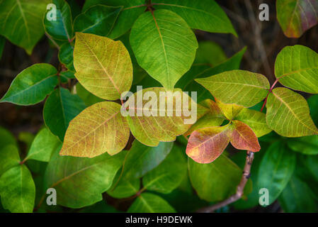 Blätter der Pflanze Poison Ivy, Toxicodendron radicans Stockfoto