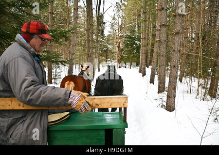 Vintage Weihnachten Pferdeschlittenfahrt durch Wald, Montgomery, Vermont Winter, Neuengland Schneeszenen abstrakt, Schneeszene, 16,51 MB Stockfoto