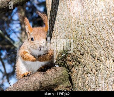 kleine rote Eichhörnchen sitzend auf Ast in Winter park Stockfoto