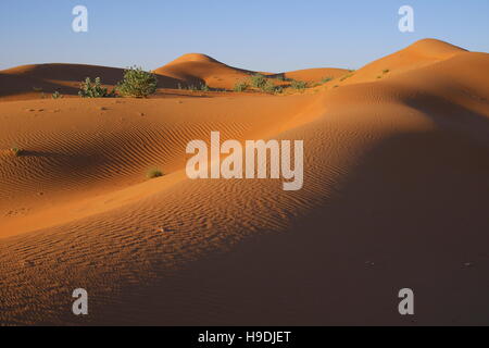 Rote Sanddünen, Abu Dhabi Emirate, Vereinigte Arabische Emirate Stockfoto