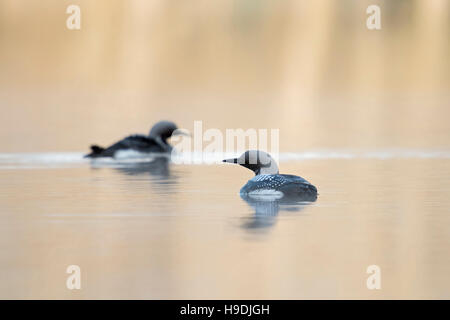 Black-throated Loon / Arktis Loon / paar Prachttaucher (Gavia Arctica), in der Zucht Kleid, schwimmen zusammen, aufmerksam, Schweden, Scandinavia. Stockfoto