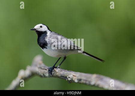 Porträt der Bachstelze (Motacilla Alba Alba) stehend auf einem Ast Stockfoto