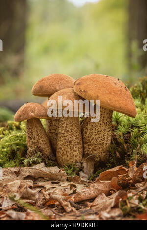 Drei essbaren Pilzarten, rot-capped Stockfoto