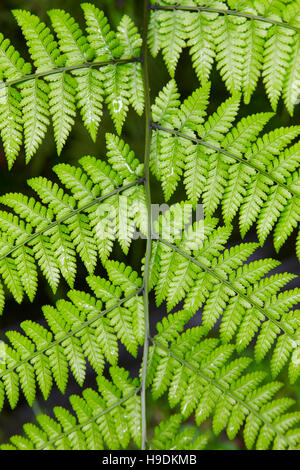 Grünpflanze nasse Blätter über einen schwarzen Hintergrund. Vertikal Stockfoto